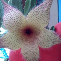 Orbea  Grandi Flora 