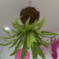 /album/fotogaleria-inicio/a18808896-532859290436834-5300653052502474752-n-jpg/