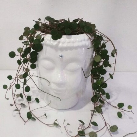 Buda en Ceramica y resina  Todos los  colores  .Incluye  planta suculenta  u otra  variedad   de  acuerdo con el diseño . Valor : $ 50.000 COP Unidad  -Incluye envio  en BogotaEntrega 5 dias. 