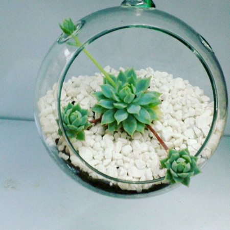 Buda en Ceramica y resina Todos los colores .Incluye planta suculenta u otra variedad de acuerdo con el diseño . Valor : $50.000 COP Unidad -Incluye envio en Bogota