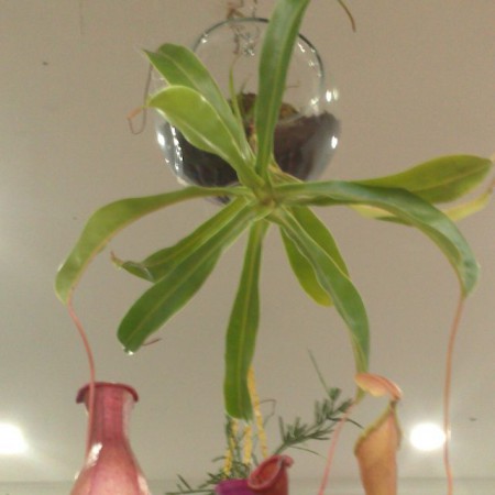 Buda en Ceramica y resina Todos los colores .Incluye planta suculenta u otra variedad de acuerdo con el diseño . Valor : $50.000 COP Unidad -Incluye envio en Bogota