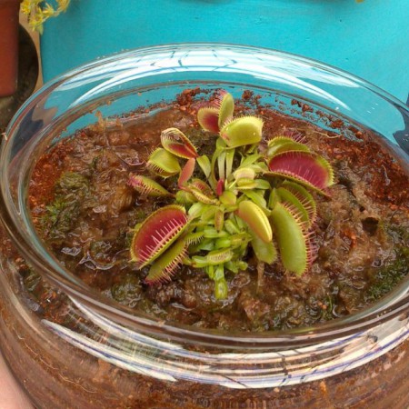 Buda en Ceramica y resina Todos los colores .Incluye planta suculenta u otra variedad de acuerdo con el diseño . Valor : $50.000 COP Unidad -Incluye envio en Bogota