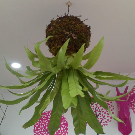 Buda en Ceramica y resina Todos los colores .Incluye planta suculenta u otra variedad de acuerdo con el diseño . Valor : $50.000 COP Unidad -Incluye envio en Bogota