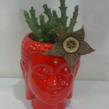 Buda en Ceramica y resina Todos los colores .Incluye planta suculenta u otra variedad de acuerdo con el diseño . Valor : $50.000 COP Unidad -Incluye envio en Bogota