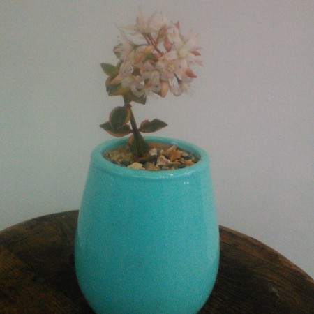Buda en Ceramica y resina Todos los colores .Incluye planta suculenta u otra variedad de acuerdo con el diseño . Valor : $50.000 COP Unidad -Incluye envio en Bogota