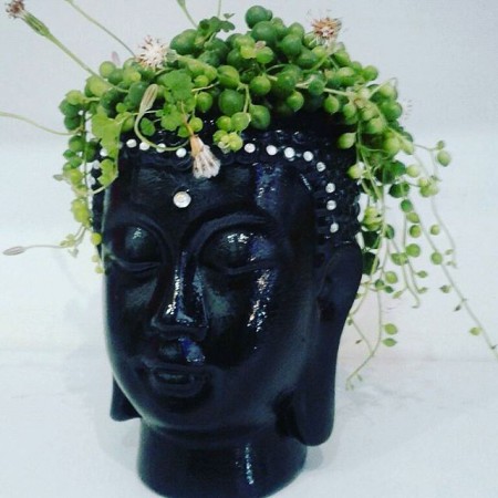 Buda en Ceramica y resina Todos los colores .Incluye planta suculenta u otra variedad de acuerdo con el diseño . Valor : $ 50.000 COP Unidad -Incluye envio en Bogota Entrega 5 dias.a